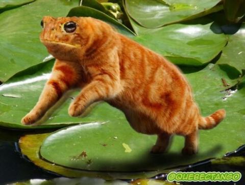 'Chết cười' với những hình ảnh động vật bị photoshop 16