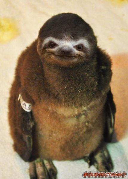 'Chết cười' với những hình ảnh động vật bị photoshop 15