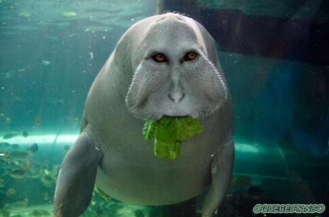 'Chết cười' với những hình ảnh động vật bị photoshop 11