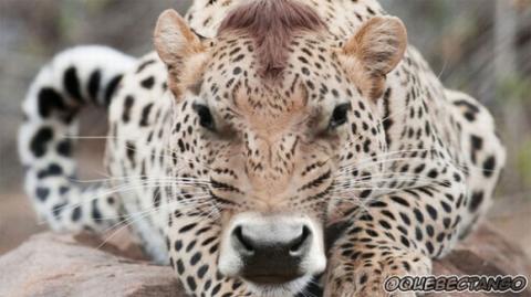 'Chết cười' với những hình ảnh động vật bị photoshop 6