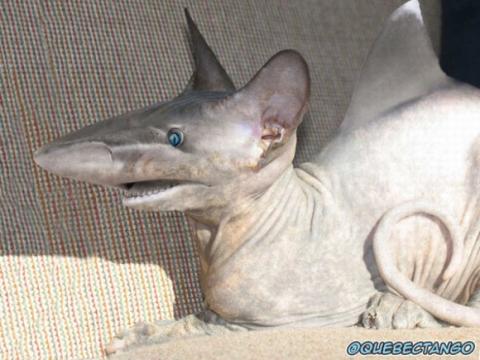 'Chết cười' với những hình ảnh động vật bị photoshop 5