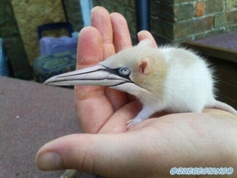 'Chết cười' với những hình ảnh động vật bị photoshop 4