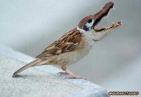 'Chết cười' với những hình ảnh động vật bị photoshop 2