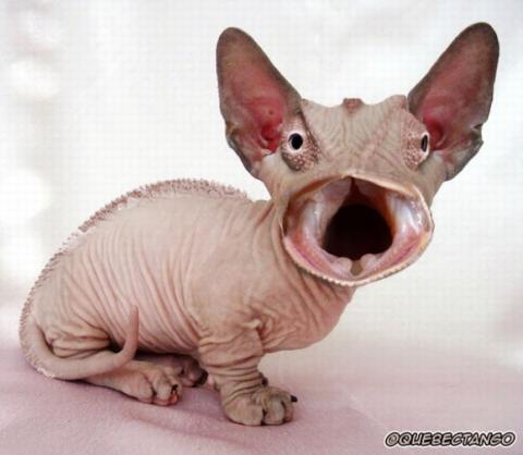 'Chết cười' với những hình ảnh động vật bị photoshop 0