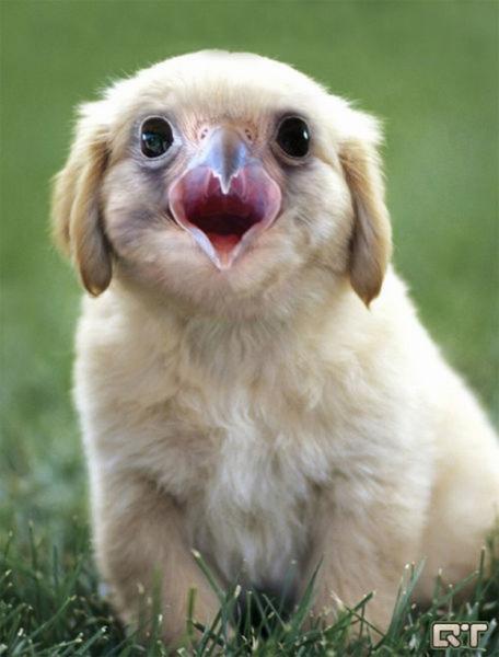 'Chết cười' với những hình ảnh động vật bị photoshop 23