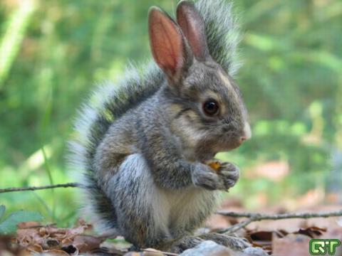 'Chết cười' với những hình ảnh động vật bị photoshop 22