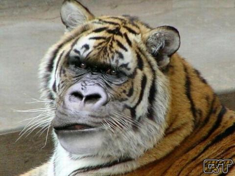 'Chết cười' với những hình ảnh động vật bị photoshop 20