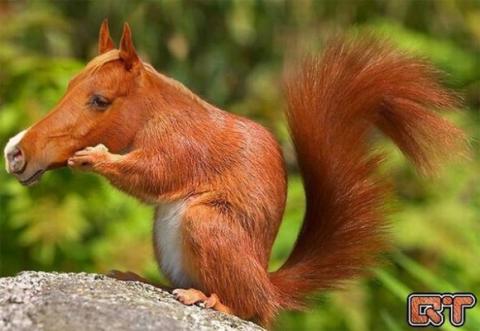 'Chết cười' với những hình ảnh động vật bị photoshop 19