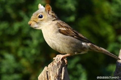 'Chết cười' với những hình ảnh động vật bị photoshop 17