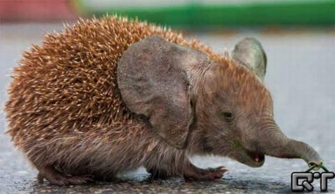 những hình ảnh động vật bị photoshop 16