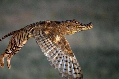 những hình ảnh động vật bị photoshop 7