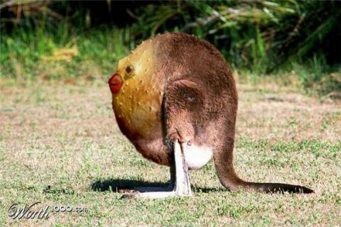 những hình ảnh động vật bị photoshop 6