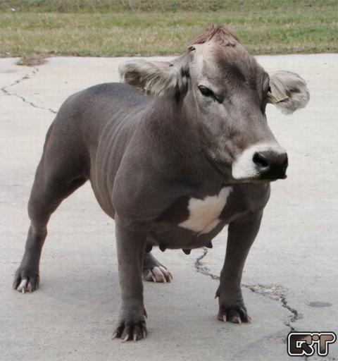 những hình ảnh động vật bị photoshop 5