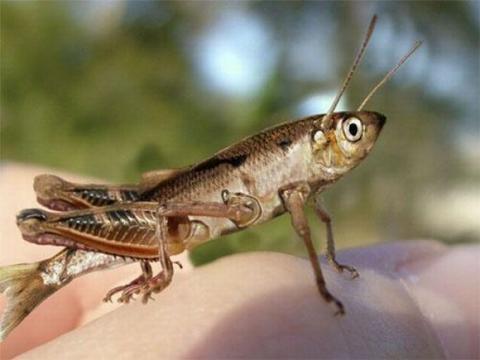 những hình ảnh động vật bị photoshop 4