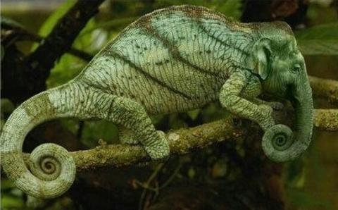 những hình ảnh động vật bị photoshop 14