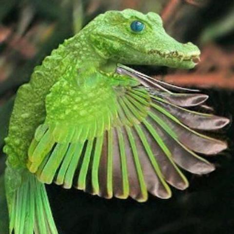 những hình ảnh động vật bị photoshop 13