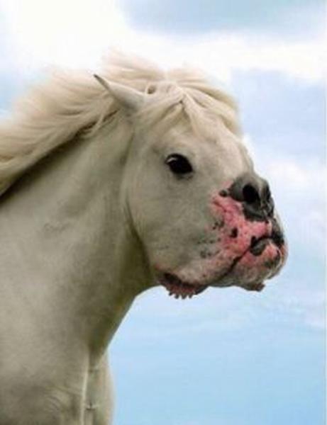 những hình ảnh động vật bị photoshop 11