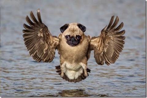 những hình ảnh động vật bị photoshop 10