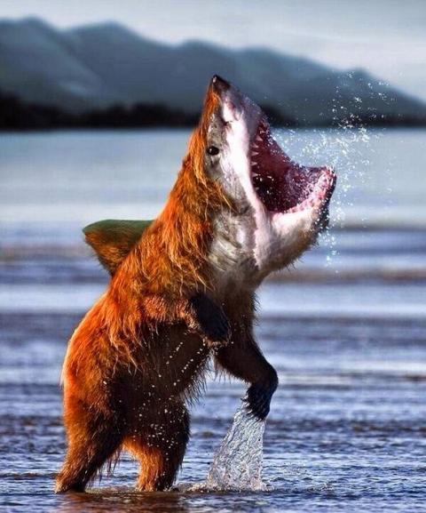 những hình ảnh động vật bị photoshop 9