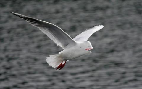 'Chết cười' với những hình ảnh động vật bị photoshop 4