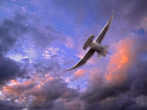 'Chết cười' với những hình ảnh động vật bị photoshop 3