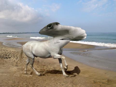 'Chết cười' với những hình ảnh động vật bị photoshop 1