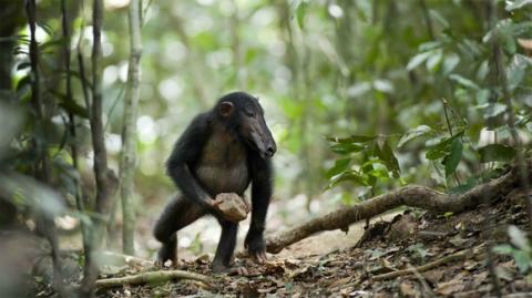 'Chết cười' với những hình ảnh động vật bị photoshop 11