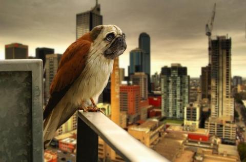 'Chết cười' với những hình ảnh động vật bị photoshop 8