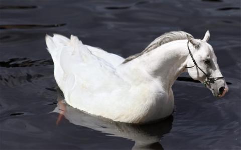 'Chết cười' với những hình ảnh động vật bị photoshop 6