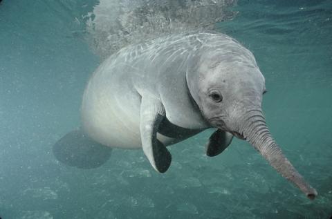 'Chết cười' với những hình ảnh động vật bị photoshop 5