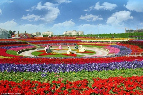 Chiêm ngưỡng vườn hoa lớn nhất thế giới 9