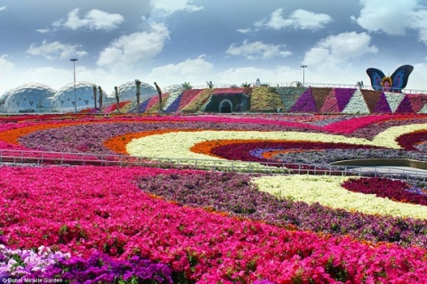 Chiêm ngưỡng vườn hoa lớn nhất thế giới 7