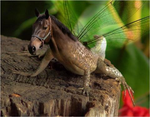 'Chết cười' với những hình ảnh động vật bị photoshop 13