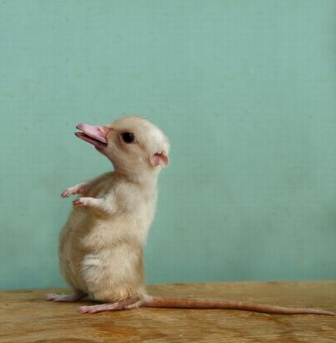 'Chết cười' với những hình ảnh động vật bị photoshop 4