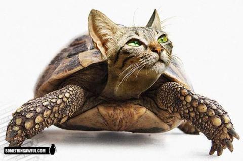 'Chết cười' với những hình ảnh động vật bị photoshop 2