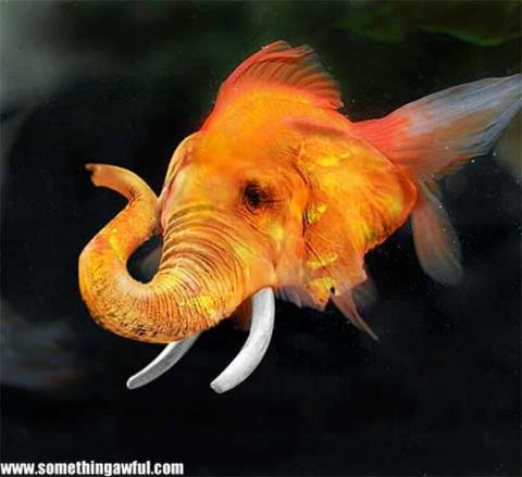 'Chết cười' với những hình ảnh động vật bị photoshop 1