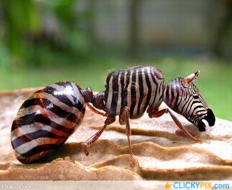 'Chết cười' với những hình ảnh động vật bị photoshop 10