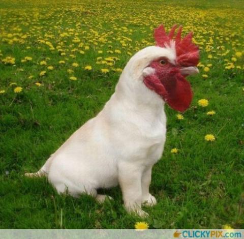 'Chết cười' với những hình ảnh động vật bị photoshop 9