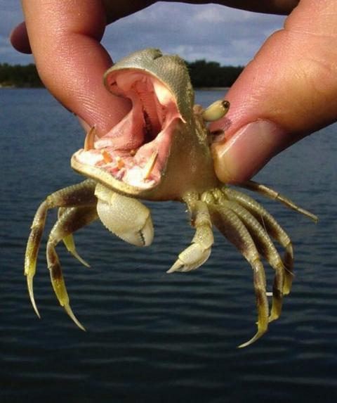 'Chết cười' với những hình ảnh động vật bị photoshop 8