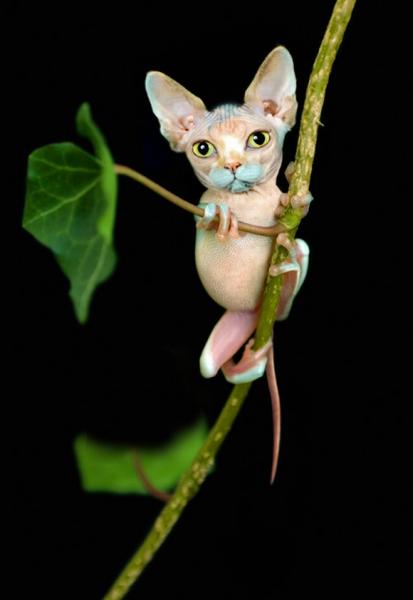 'Chết cười' với những hình ảnh động vật bị photoshop 6