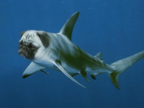 'Chết cười' với những hình ảnh động vật bị photoshop 14