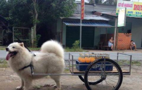 Cười té ghế với những hình ảnh chỉ có ở Việt Nam 10