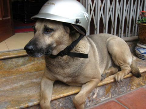 Cười té ghế với những hình ảnh chỉ có ở Việt Nam 13