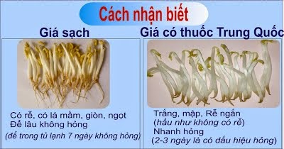 cách phân biệt giá đỗ