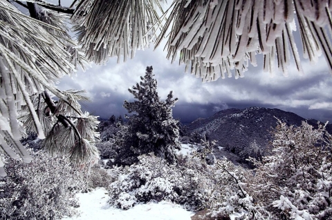 10.	 Một vùng tuyết trắng xóa ở Idyllwild, California, Mỹ. (Tác giả: Lucia Griggi).