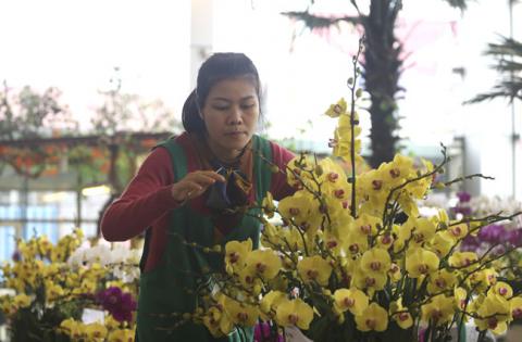 Hoa lan nhập ngoại đón Tết giá trăm triệu vẫn đắt khách - 7