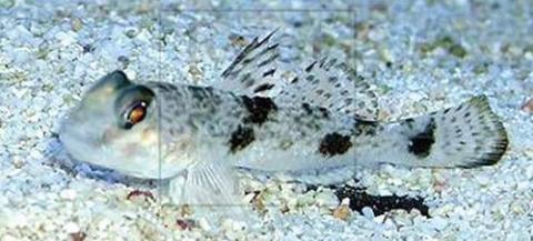 Những món ăn ngon nhưng chứa CHẤT ĐỘC chết người - Ảnh 5