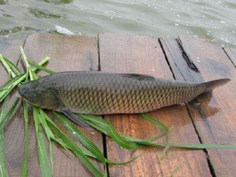 Những món ăn ngon nhưng chứa CHẤT ĐỘC chết người - Ảnh 1