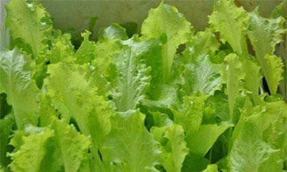 rausong-xahoi.com.vn-1456886597 rausong-xahoi.com.vn-1456886597