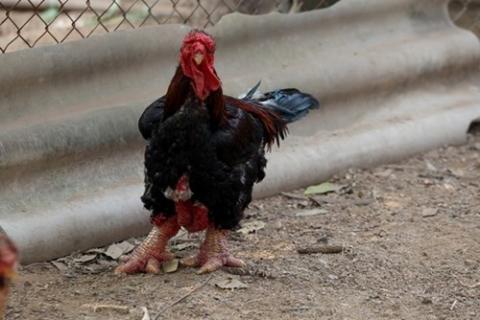 Những món ăn đắt nhất Việt Nam - 1